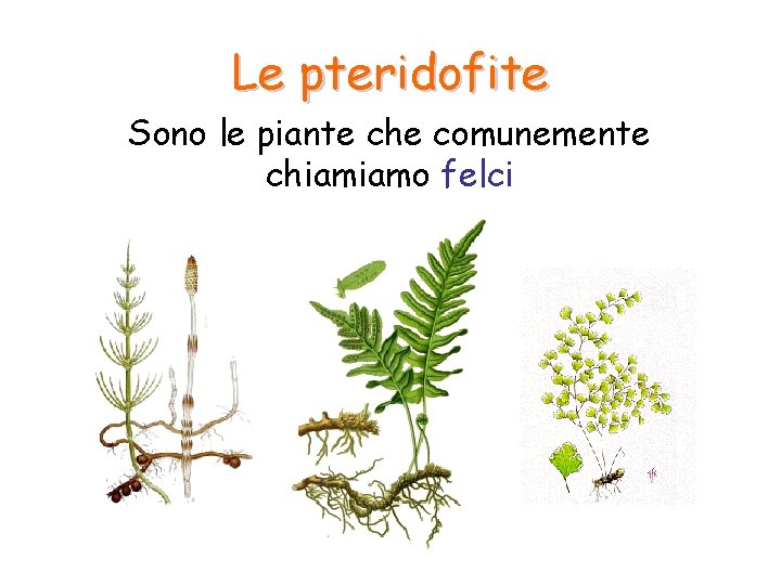 Le pteridofite Sono le piante che comunemente chiamiamo felci Le pteridofite Sono le piante che comunemente chiamiamo felci