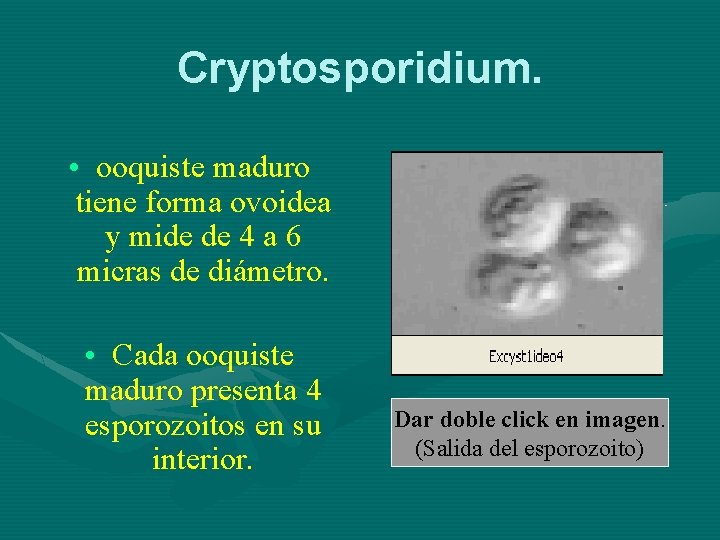 Cryptosporidium. • ooquiste maduro tiene forma ovoidea y mide de 4 a 6 micras