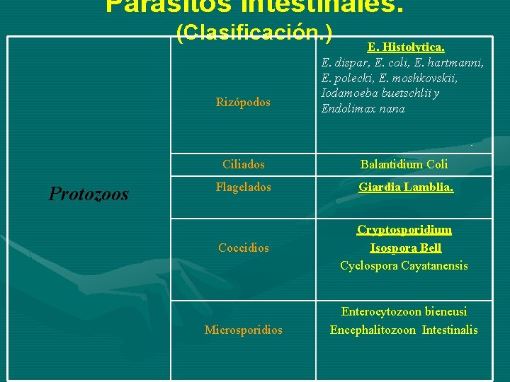 Parásitos intestinales. (Clasificación. ) Protozoos Rizópodos E. Histolytica. E. dispar, E. coli, E. hartmanni,