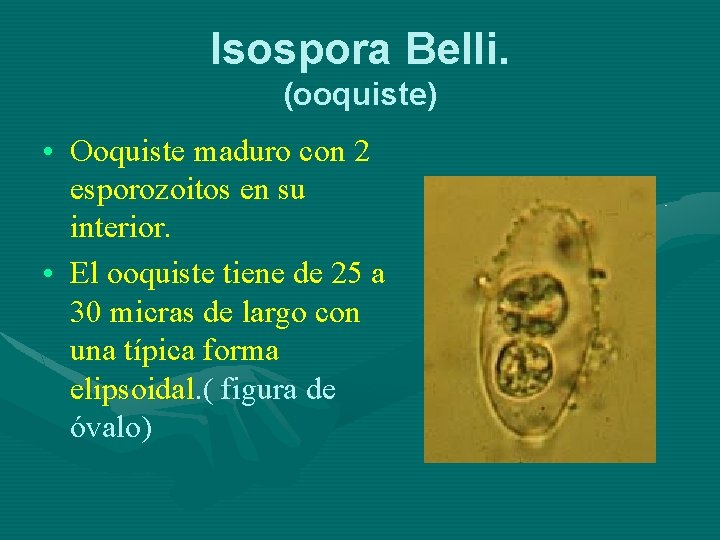 Isospora Belli. (ooquiste) • Ooquiste maduro con 2 esporozoitos en su interior. • El
