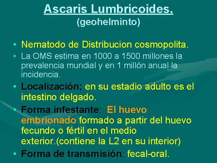 Ascaris Lumbricoides. (geohelminto) • Nematodo de Distribucion cosmopolita. • La OMS estima en 1000