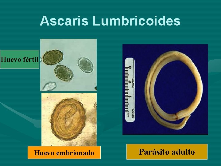 Ascaris Lumbricoides Huevo fértil Huevo embrionado Parásito adulto 