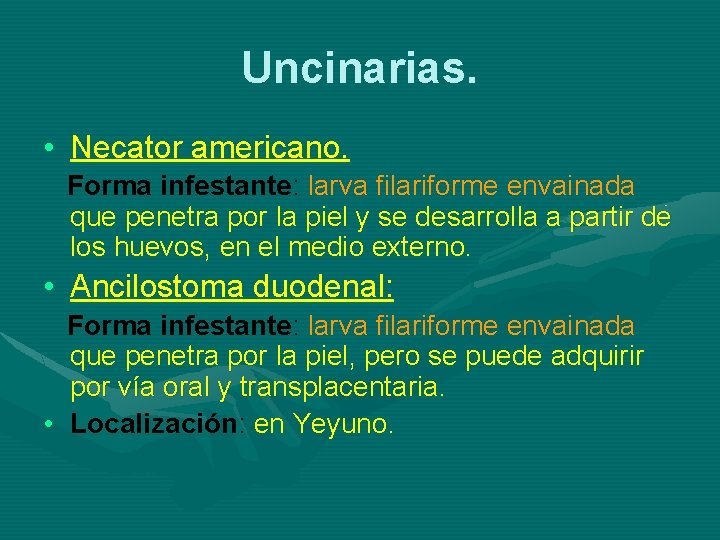 Uncinarias. • Necator americano. Forma infestante: larva filariforme envainada que penetra por la piel