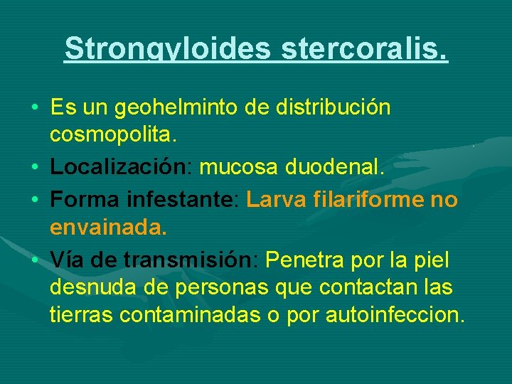 Strongyloides stercoralis. • Es un geohelminto de distribución cosmopolita. • Localización: mucosa duodenal. •