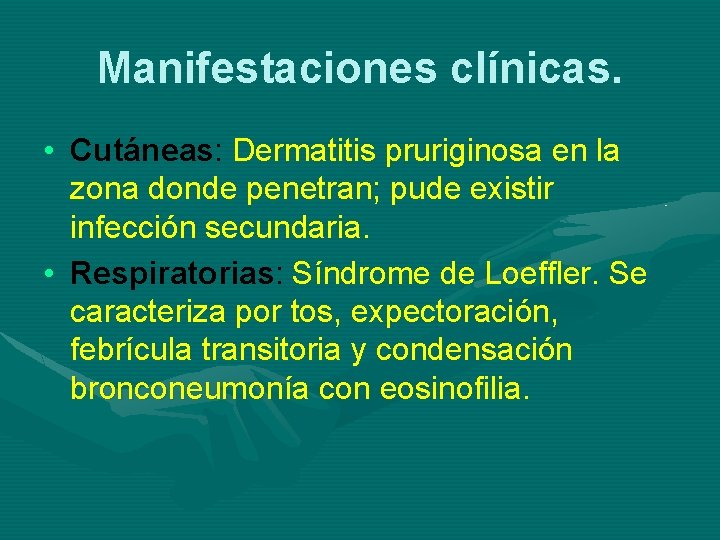Manifestaciones clínicas. • Cutáneas: Dermatitis pruriginosa en la zona donde penetran; pude existir infección