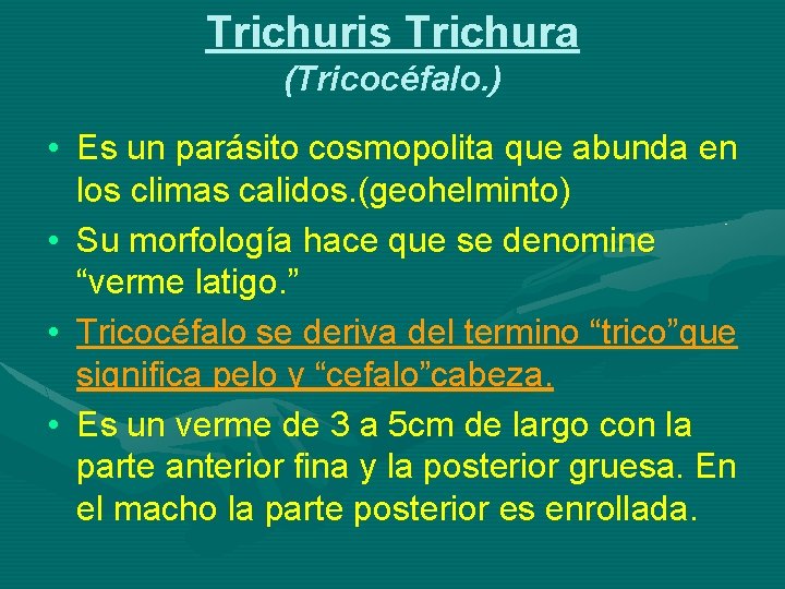 Trichuris Trichura (Tricocéfalo. ) • Es un parásito cosmopolita que abunda en los climas