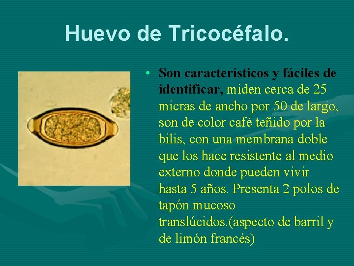 Huevo de Tricocéfalo. • Son característicos y fáciles de identificar, miden cerca de 25