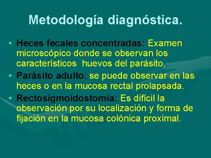 Metodología diagnóstica. • Heces fecales concentradas: Examen microscópico donde se observan los característicos huevos