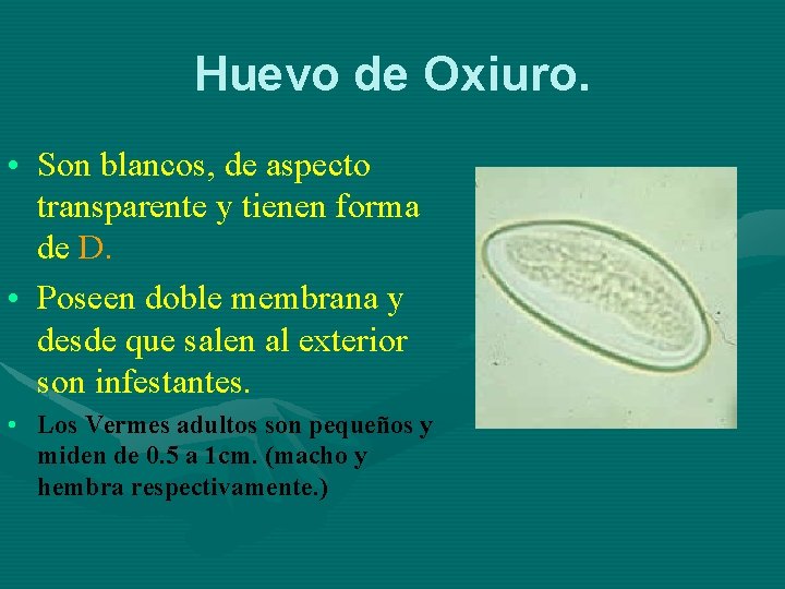 Huevo de Oxiuro. • Son blancos, de aspecto transparente y tienen forma de D.