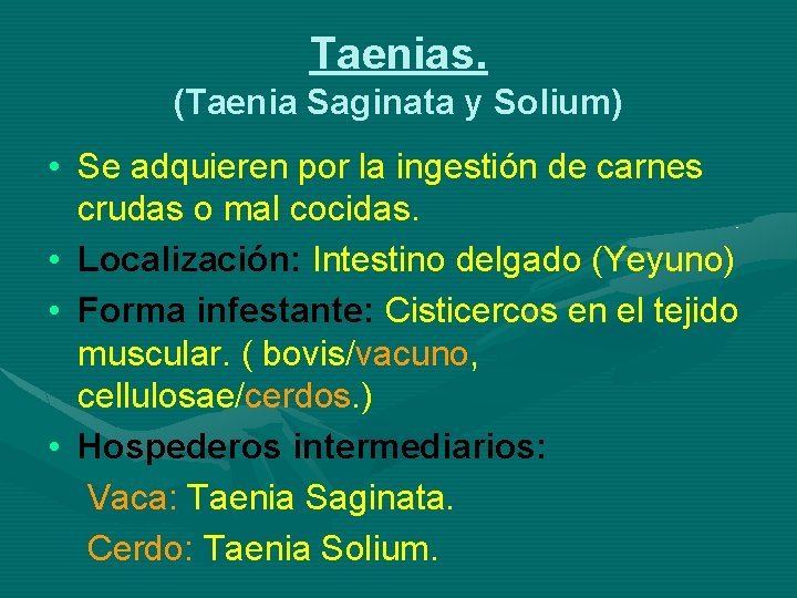 Taenias. (Taenia Saginata y Solium) • Se adquieren por la ingestión de carnes crudas