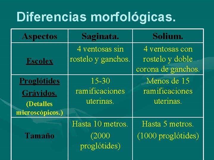 Diferencias morfológicas. Aspectos Saginata. Solium. Escolex 4 ventosas sin rostelo y ganchos. 4 ventosas