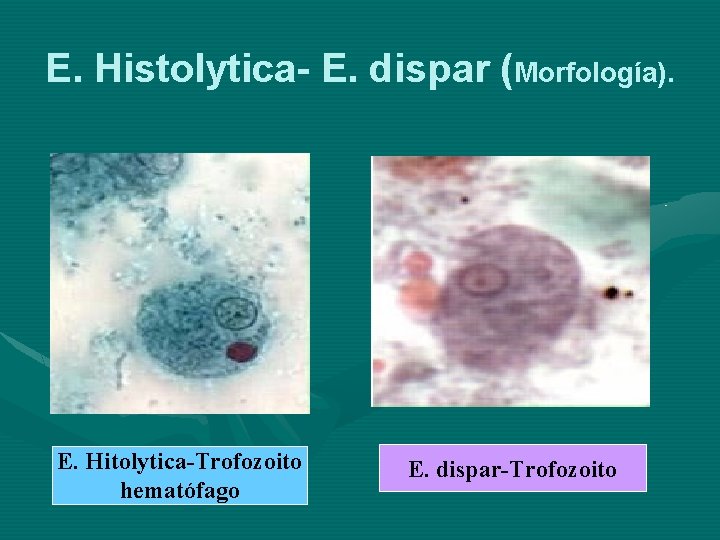 E. Histolytica- E. dispar (Morfología). E. Hitolytica-Trofozoito hematófago E. dispar-Trofozoito 