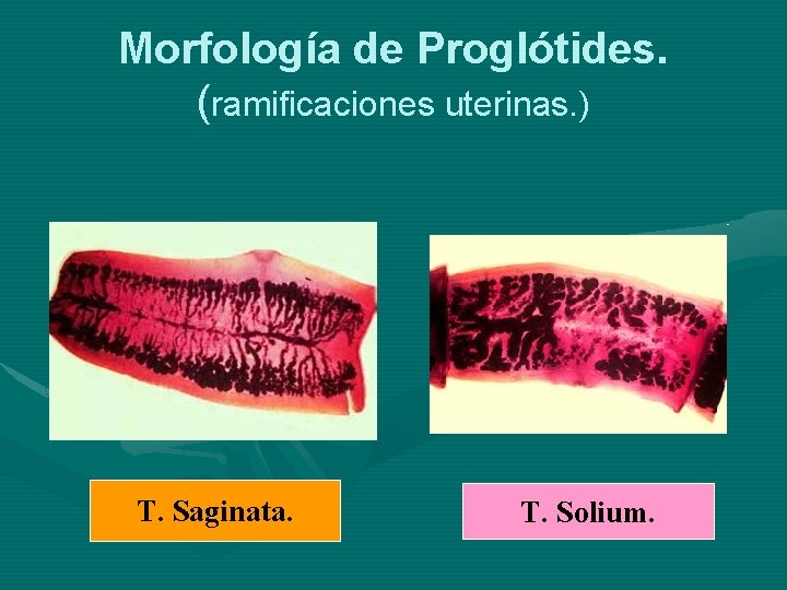 Morfología de Proglótides. (ramificaciones uterinas. ) T. Saginata. T. Solium. 