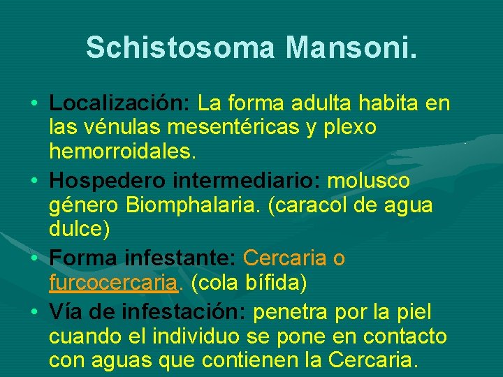 Schistosoma Mansoni. • Localización: La forma adulta habita en las vénulas mesentéricas y plexo