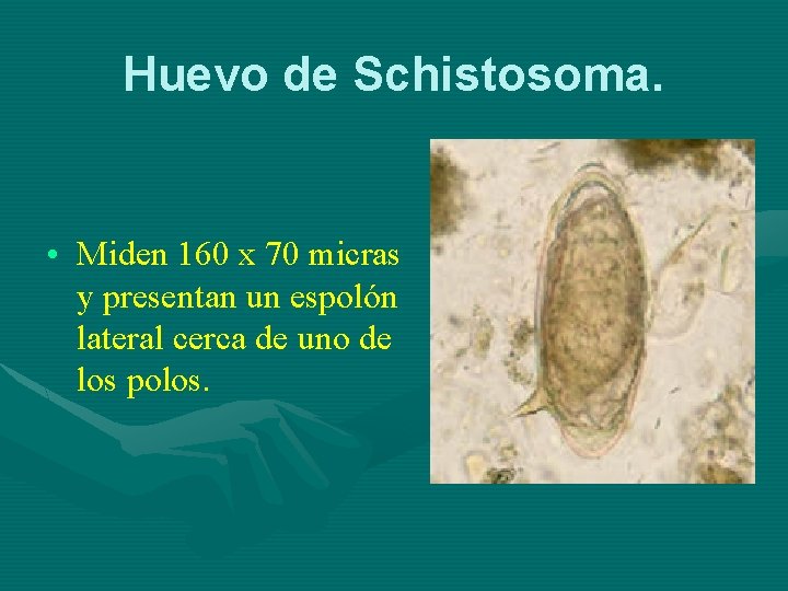 Huevo de Schistosoma. • Miden 160 x 70 micras y presentan un espolón lateral