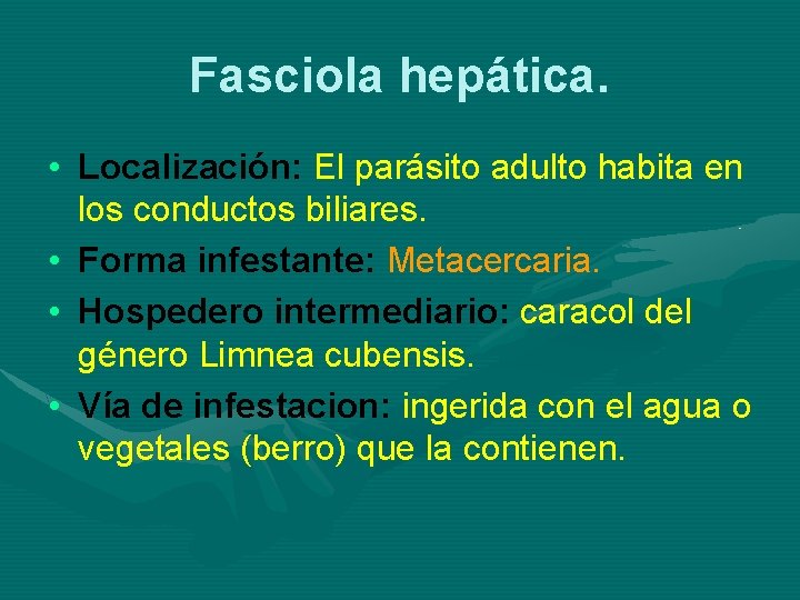 Fasciola hepática. • Localización: El parásito adulto habita en los conductos biliares. • Forma