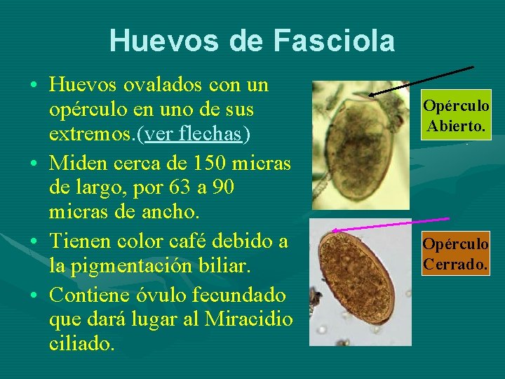 Huevos de Fasciola • Huevos ovalados con un opérculo en uno de sus extremos.