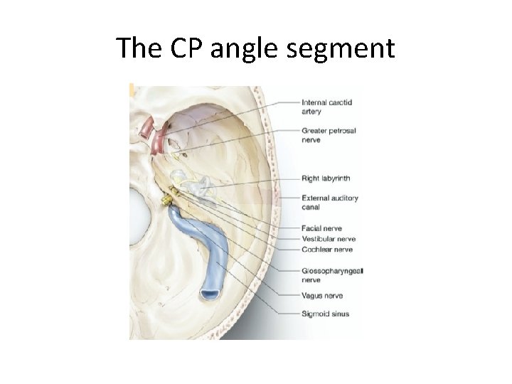 The CP angle segment 