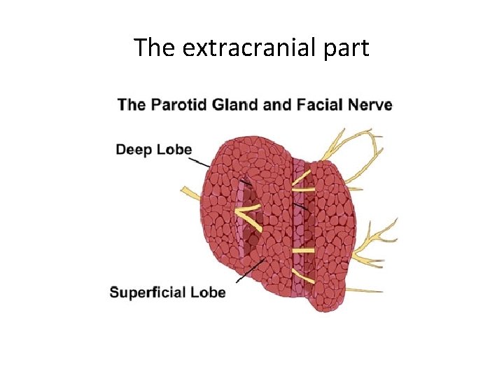 The extracranial part 