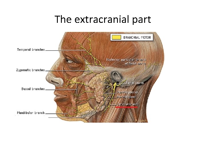The extracranial part 