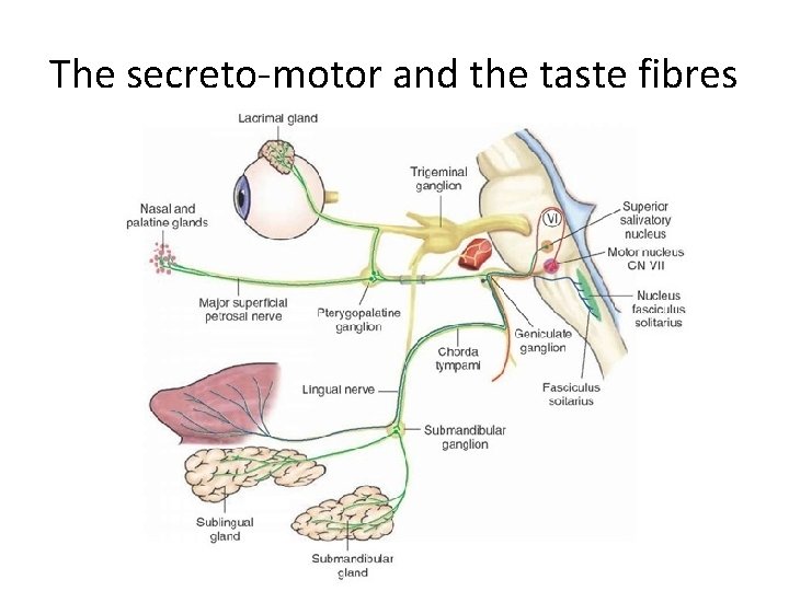 The secreto-motor and the taste fibres 