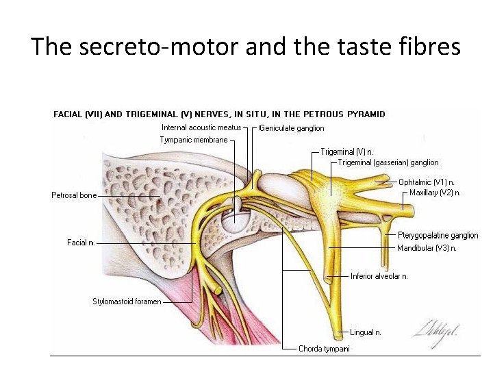 The secreto-motor and the taste fibres 