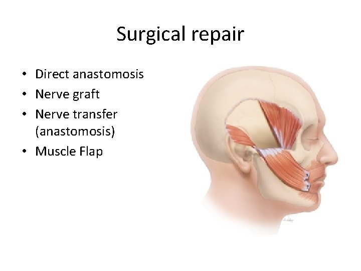Surgical repair • Direct anastomosis • Nerve graft • Nerve transfer (anastomosis) • Muscle