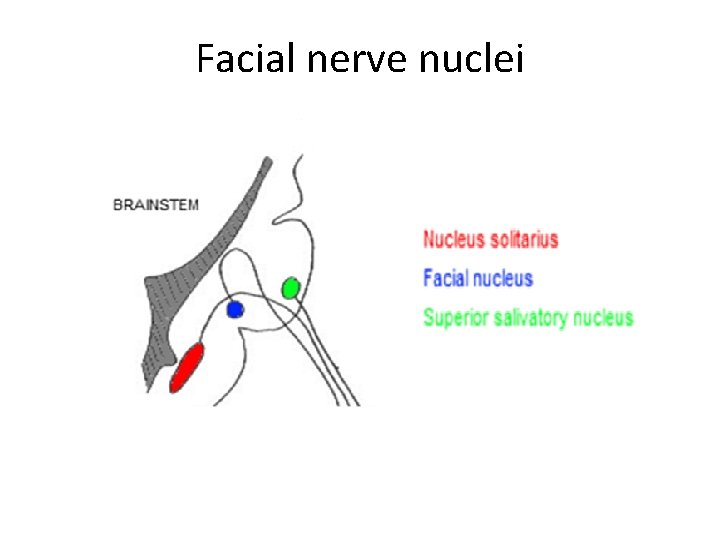 Facial nerve nuclei 