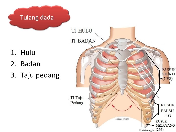 Tulang dada 1. Hulu 2. Badan 3. Taju pedang 