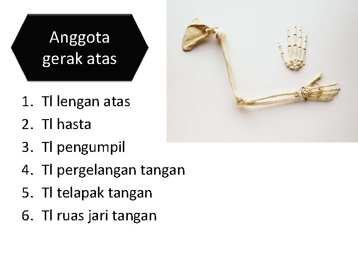 Anggota gerak atas 1. 2. 3. 4. 5. 6. Tl lengan atas Tl hasta