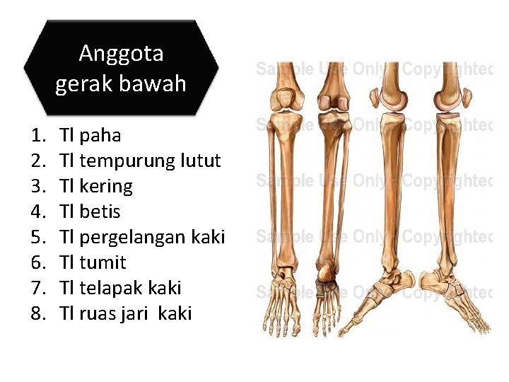 Anggota gerak bawah 1. 2. 3. 4. 5. 6. 7. 8. Tl paha Tl