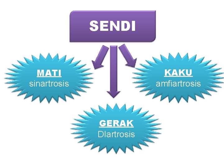 SENDI KAKU amfiartrosis MATI sinartrosis GERAK DIartrosis 