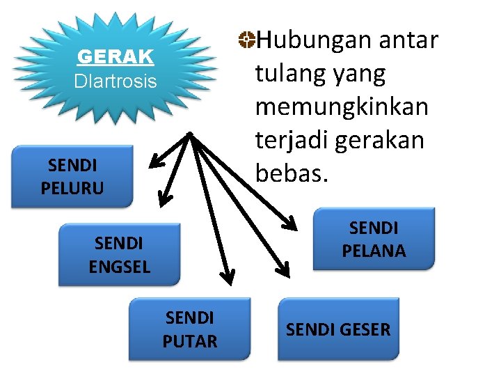 Hubungan antar tulang yang memungkinkan terjadi gerakan bebas. GERAK DIartrosis SENDI PELURU SENDI PELANA