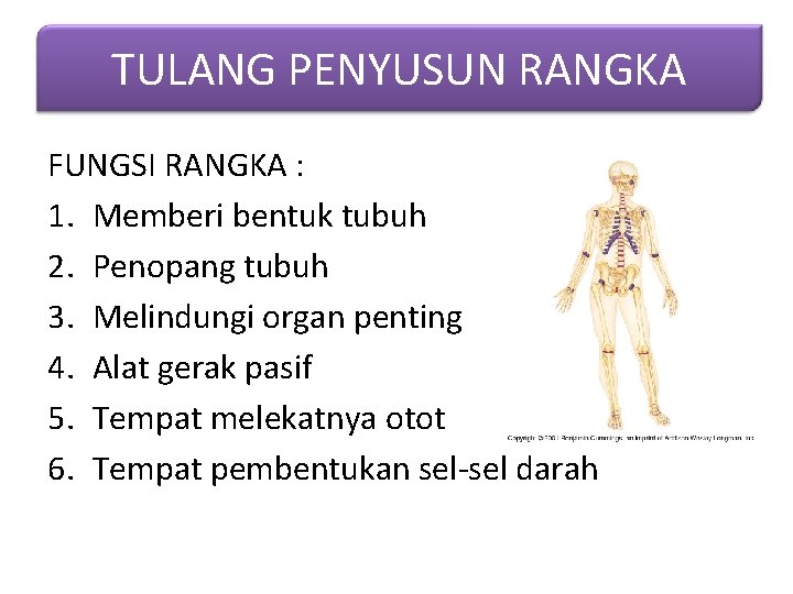 TULANG PENYUSUN RANGKA FUNGSI RANGKA : 1. Memberi bentuk tubuh 2. Penopang tubuh 3.