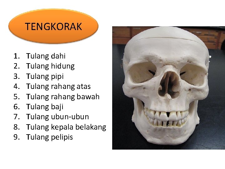 TENGKORAK 1. 2. 3. 4. 5. 6. 7. 8. 9. Tulang dahi Tulang hidung