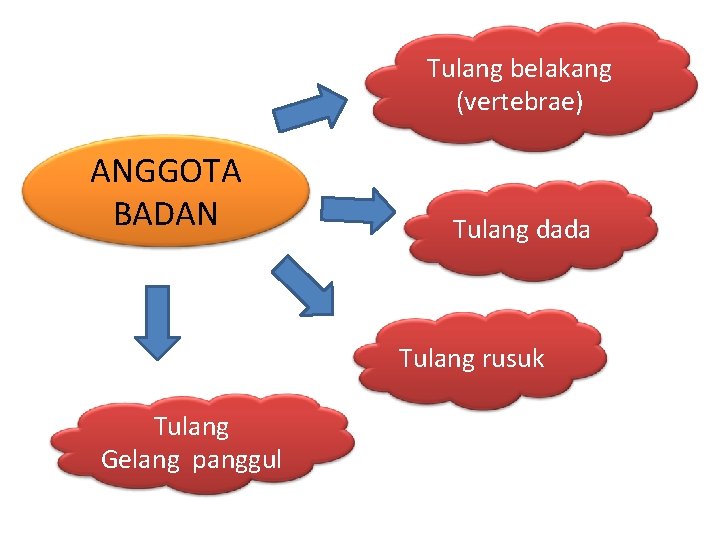 Tulang belakang (vertebrae) ANGGOTA BADAN Tulang dada Tulang rusuk Tulang Gelang panggul 