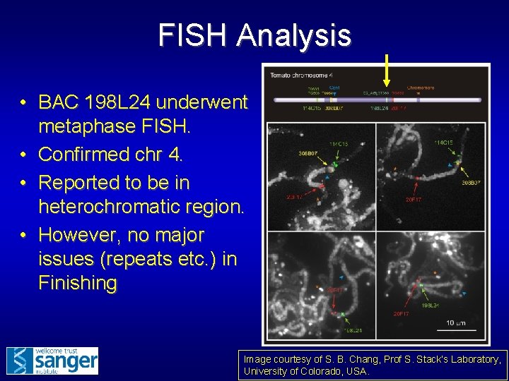 FISH Analysis • BAC 198 L 24 underwent metaphase FISH. • Confirmed chr 4.