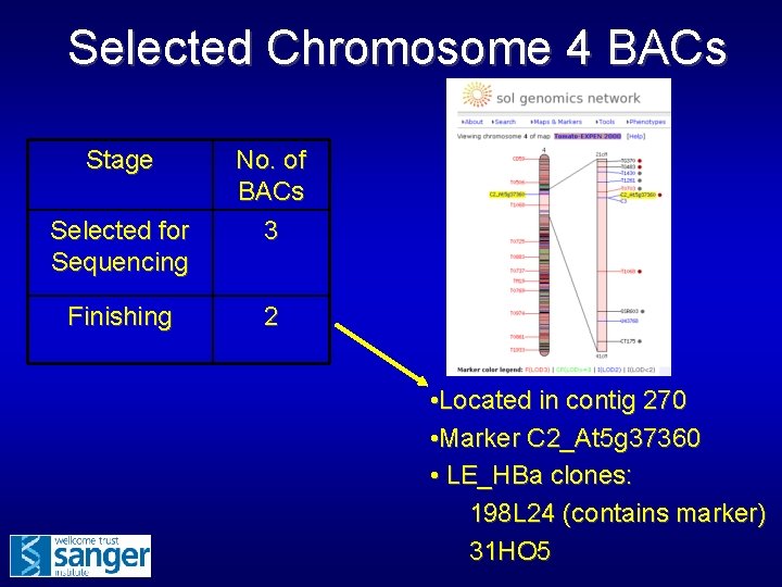 Selected Chromosome 4 BACs Stage Selected for Sequencing Finishing No. of BACs 3 2