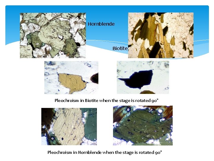 Hornblende Biotite Pleochroism in Biotite when the stage is rotated 90° Pleochroism in Hornblende