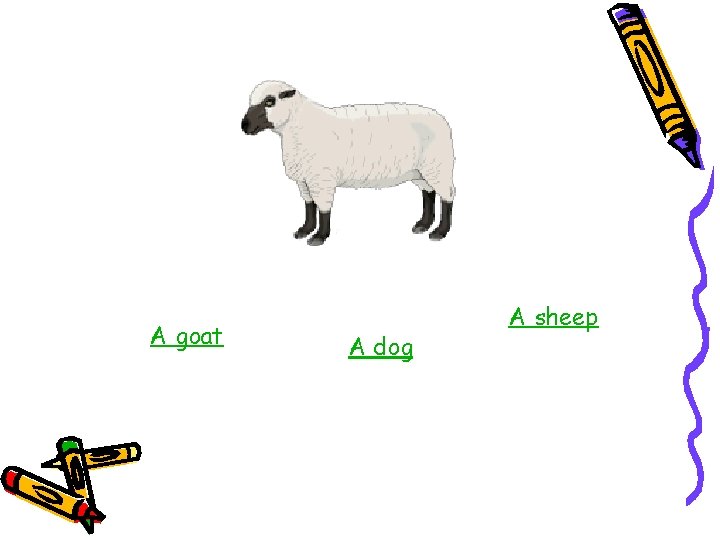 A goat A dog A sheep 