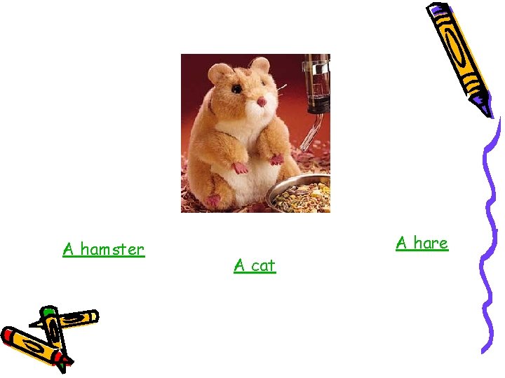 A hamster A cat A hare 