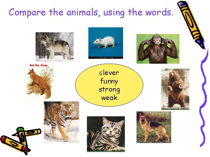 Compare the animals, using the words. clever funny strong weak 