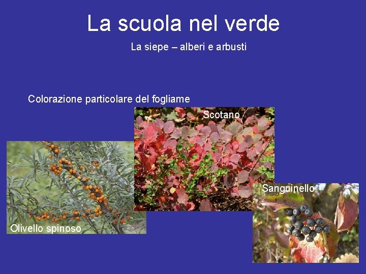 La scuola nel verde La siepe – alberi e arbusti Colorazione particolare del fogliame