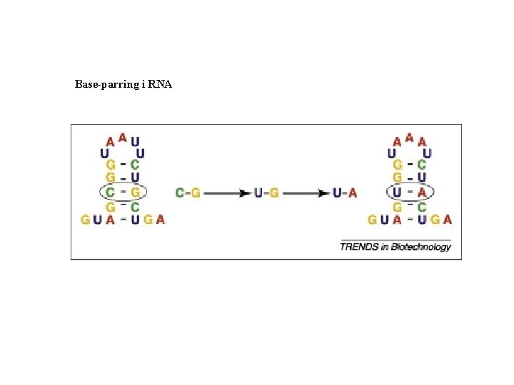 Base-parring i RNA 