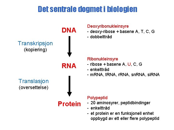 Det sentrale dogmet i biologien DNA Deoxyribonukleinsyre - deoxy-ribose + basene A, T, C,