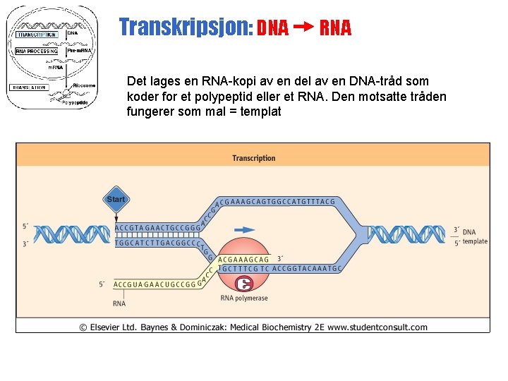 Transkripsjon: DNA RNA Det lages en RNA-kopi av en del av en DNA-tråd som