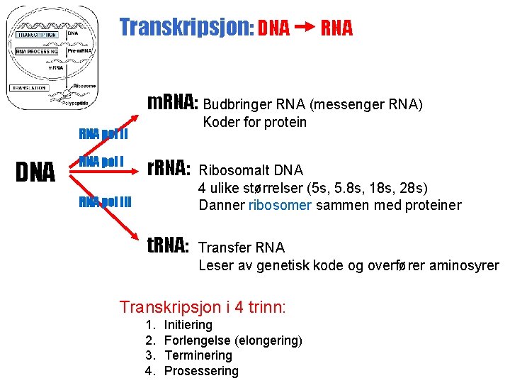 Transkripsjon: DNA RNA m. RNA: Budbringer RNA (messenger RNA) Koder for protein RNA pol