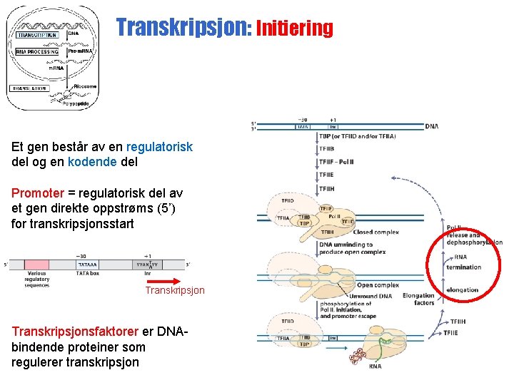 Transkripsjon: Initiering Et gen består av en regulatorisk del og en kodende del Promoter