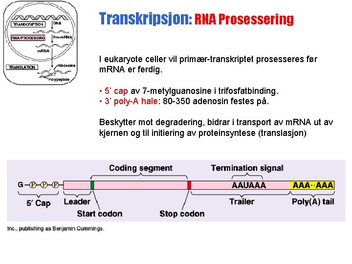 Transkripsjon: RNA Prosessering I eukaryote celler vil primær-transkriptet prosesseres før m. RNA er ferdig.