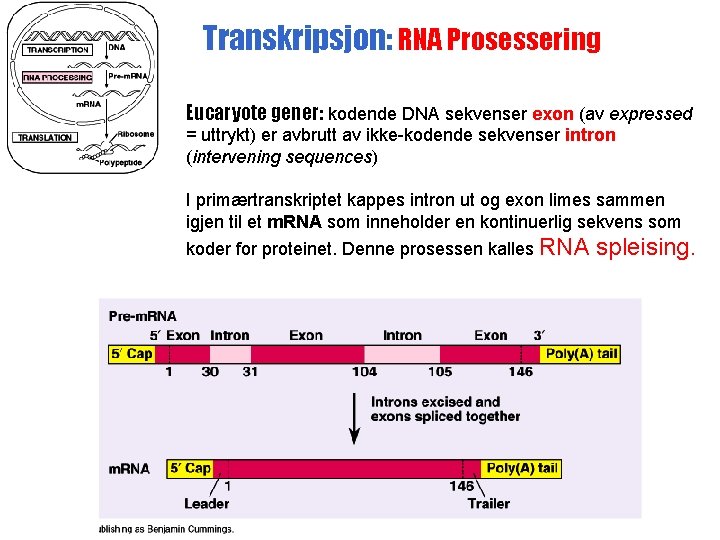 Transkripsjon: RNA Prosessering Eucaryote gener: kodende DNA sekvenser exon (av expressed = uttrykt) er
